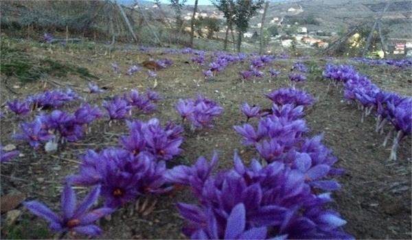 خرید توافقی زعفران در بورس کالای ایران