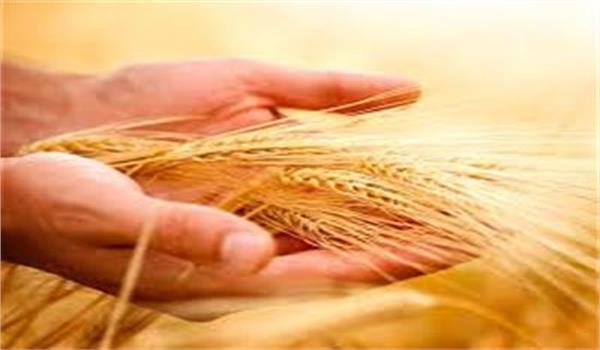 عرضه 33 هزار تن گندم خوراکی در قالب طرح قیمت تضمینی
